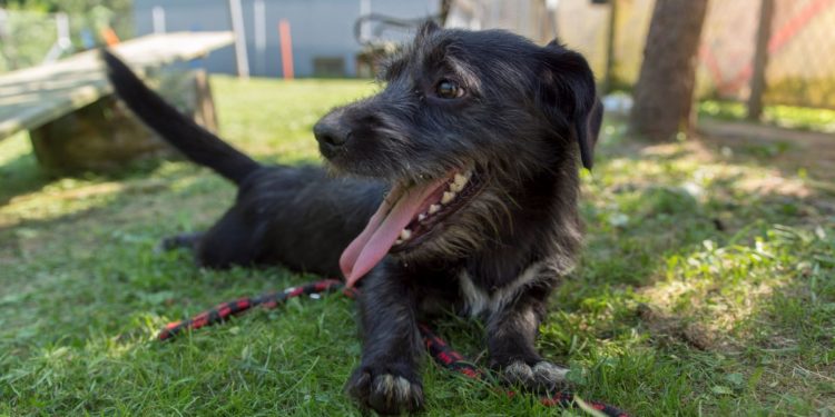 “Przygarnij psiaka” – pomagamy lokatorom płockiego schroniska, odc. 61