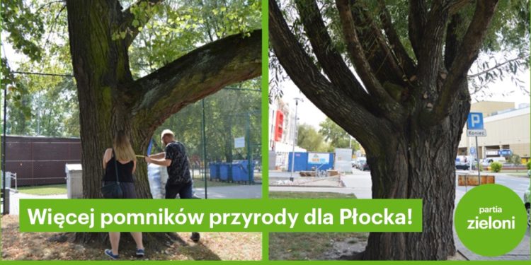 Zieloni walczą o drzewa w Płocku