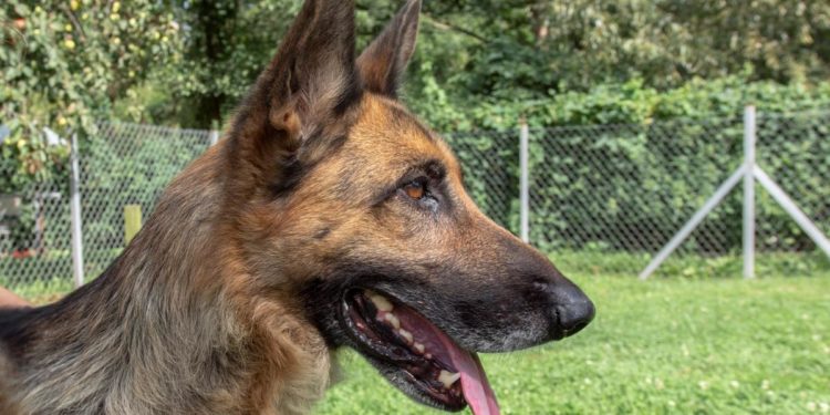 “Przygarnij psiaka” – pomagamy lokatorom płockiego schroniska, odc. 62