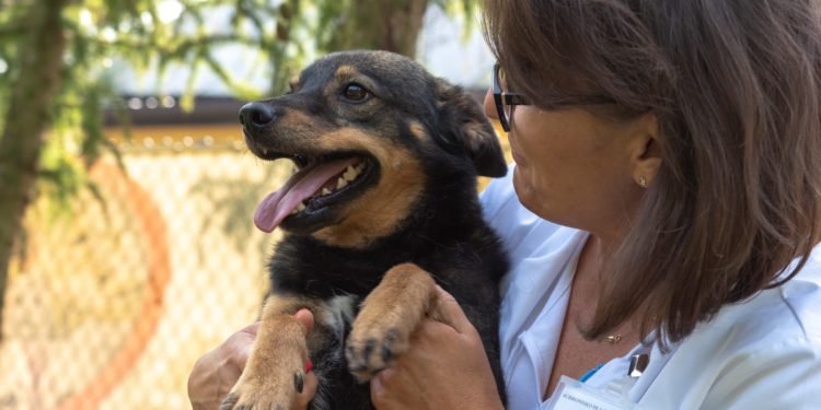 “Przygarnij psiaka” – pomagamy lokatorom płockiego schroniska, odc. 64