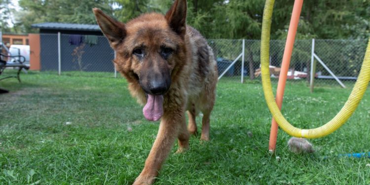 “Przygarnij psiaka” – pomagamy lokatorom płockiego schroniska, odc. 63