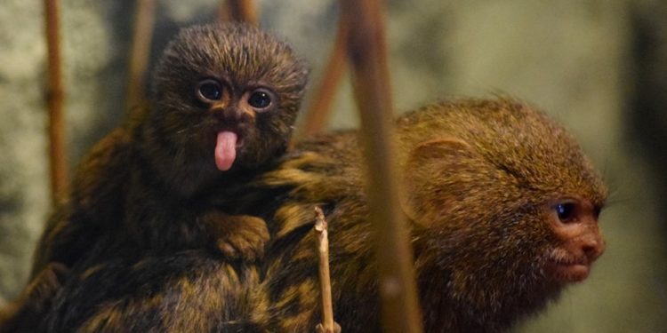 Płockie ZOO ma nowych mieszkańców