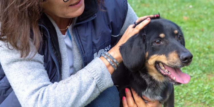 “Przygarnij psiaka” – pomagamy lokatorom płockiego schroniska, odc. 67