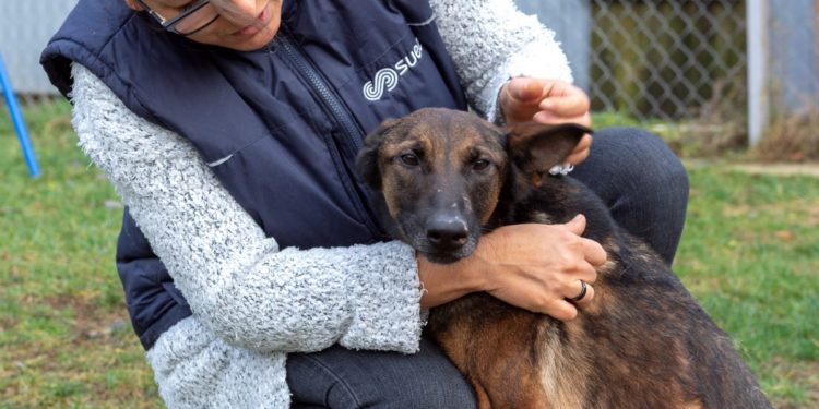 “Przygarnij psiaka” – pomagamy lokatorom płockiego schroniska, odc. 70