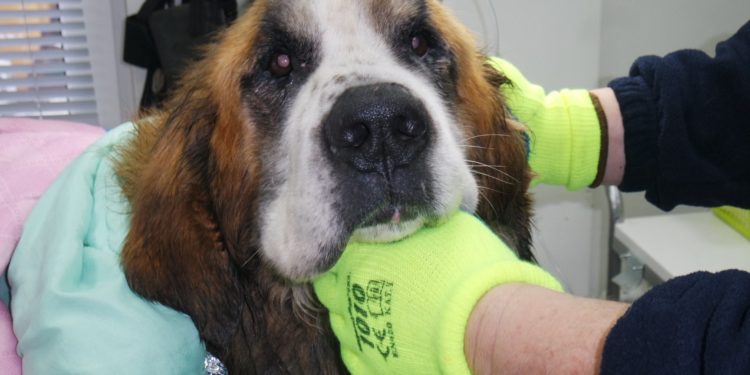 “Przygarnij psiaka” – pomagamy lokatorom płockiego schroniska, odc. 72