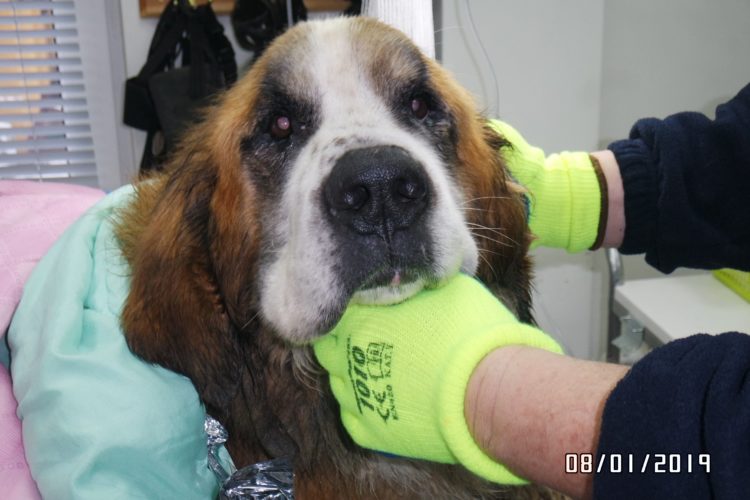 Fot. Schronisko dla Zwierząt w Płocku