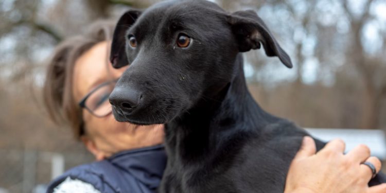 “Przygarnij psiaka” – pomagamy lokatorom płockiego schroniska, odc. 71