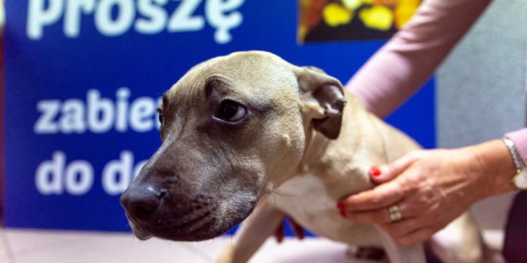 “Przygarnij psiaka” – pomagamy lokatorom płockiego schroniska, odc. 74