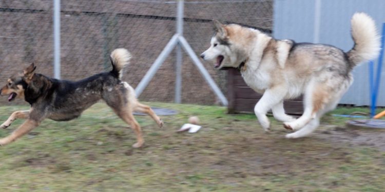 “Przygarnij psiaka” – pomagamy lokatorom płockiego schroniska, odc. 73