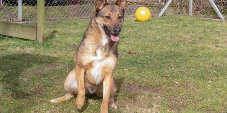 “Przygarnij psiaka” – pomagamy lokatorom płockiego schroniska, odc. 76