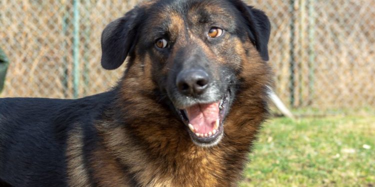 “Przygarnij psiaka” – pomagamy lokatorom płockiego schroniska, odc. 75