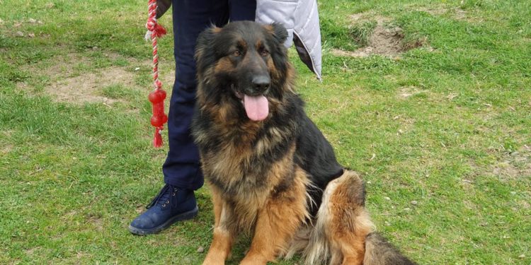 “Przygarnij psiaka” – pomagamy lokatorom płockiego schroniska, odc. 77