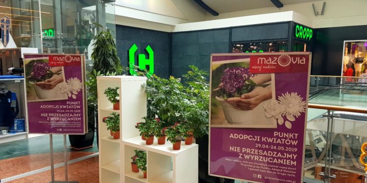 Możesz adoptować… roślinkę