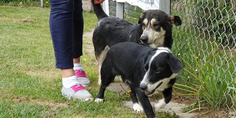 “Przygarnij psiaka” – pomagamy lokatorom płockiego schroniska, odc. 80