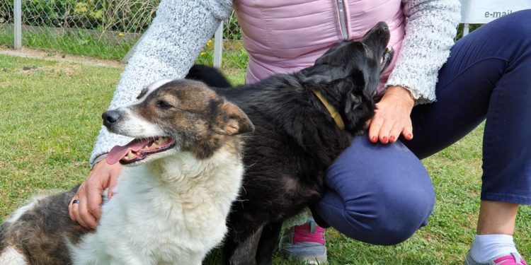 “Przygarnij psiaka” – pomagamy lokatorom płockiego schroniska, odc. 79