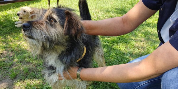 “Przygarnij psiaka” – pomagamy lokatorom płockiego schroniska, odc. 82