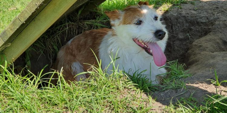 “Przygarnij psiaka” – pomagamy lokatorom płockiego schroniska, odc. 81