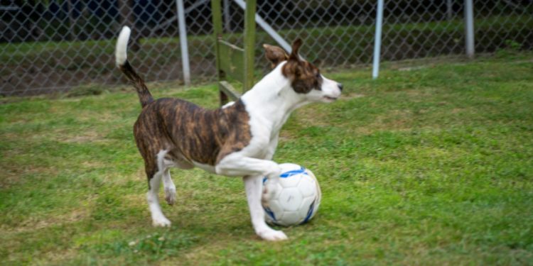 “Przygarnij psiaka” – pomagamy lokatorom płockiego schroniska, odc. 84 [FILM]
