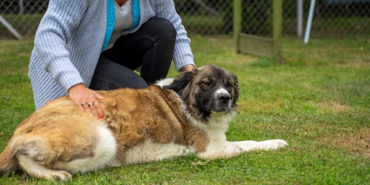 “Przygarnij psiaka” – pomagamy lokatorom płockiego schroniska, odc. 83