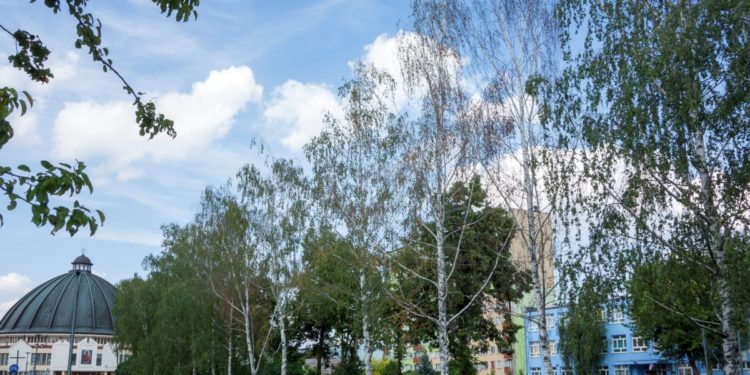 Po remoncie al. Roguckiego obumierają drzewa? [ZDJĘCIA]