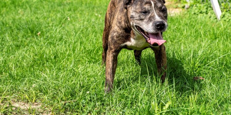 “Przygarnij psiaka” – pomagamy lokatorom płockiego schroniska, odc. 85 [FILM]