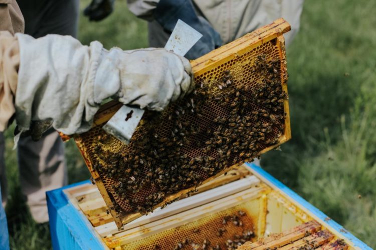 fot. materiały prasowe