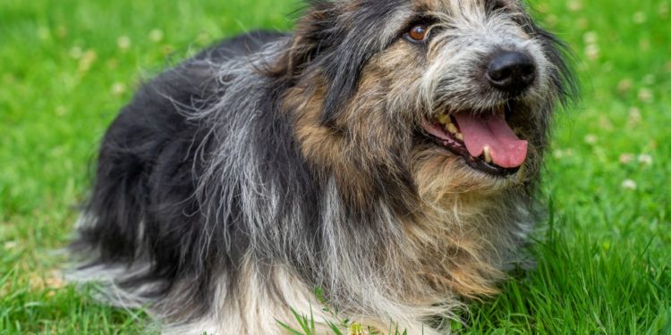 “Przygarnij psiaka” – pomagamy lokatorom płockiego schroniska, odc. 87