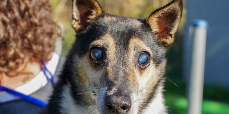 “Przygarnij psiaka” – pomagamy lokatorom płockiego schroniska, odc. 91