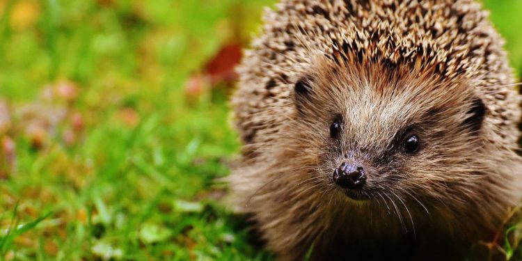 Co zrobić, żeby pomóc jeżom? Nie sprzątać…