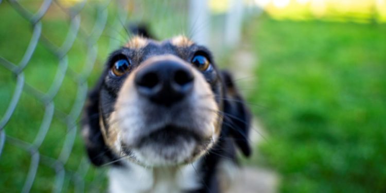 “Przygarnij psiaka” – pomagamy lokatorom płockiego schroniska, odc. 93