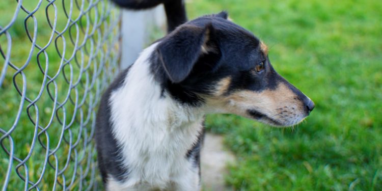 “Przygarnij psiaka” – pomagamy lokatorom płockiego schroniska, odc. 93