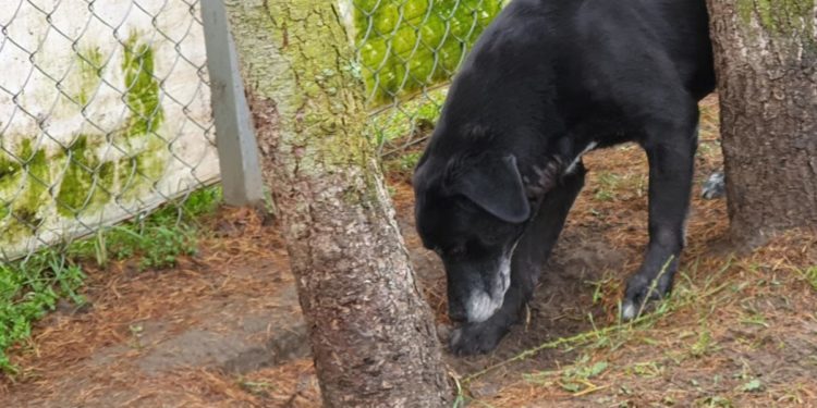 “Przygarnij psiaka” – pomagamy lokatorom płockiego schroniska, odc. 94 [FILM]