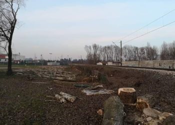 Czytelnik: Dlaczego wycięto drzewa? Urząd miasta: To kwestia ustawowa