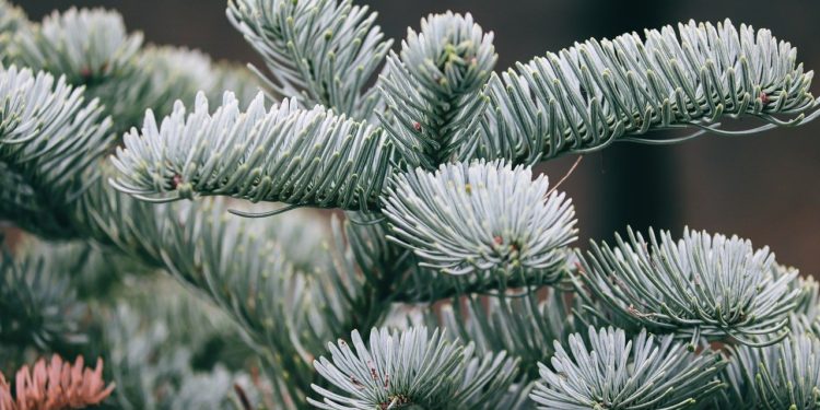 Choinkę możesz wypożyczyć. Po świętach zostanie ponownie zasadzona