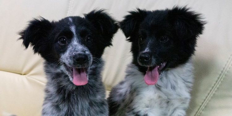 “Przygarnij psiaka” – pomagamy lokatorom płockiego schroniska, odc. 96