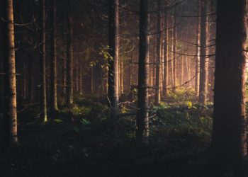 Młody mężczyzna porwany w Płocku, bestialsko zamordowany i zakopany w lesie. Prokuratura: „Działanie było zaplanowane”