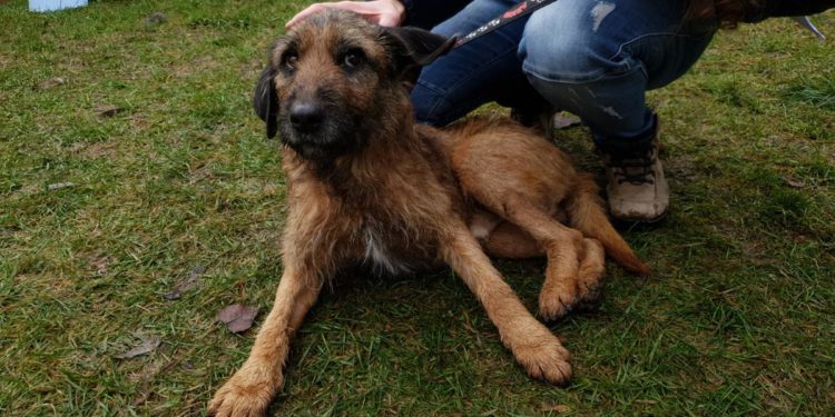 “Przygarnij psiaka” – pomagamy lokatorom płockiego schroniska, odc. 95 [FILM]