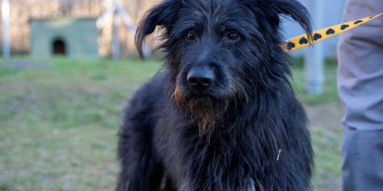 “Przygarnij psiaka” – pomagamy lokatorom płockiego schroniska, odc. 97