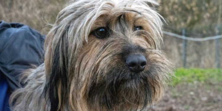 “Przygarnij psiaka” – pomagamy lokatorom płockiego schroniska, odc. 98