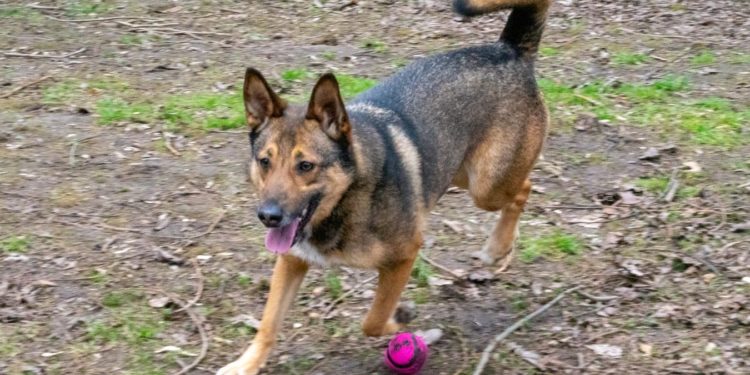 “Przygarnij psiaka” – pomagamy lokatorom płockiego schroniska, odc. 99