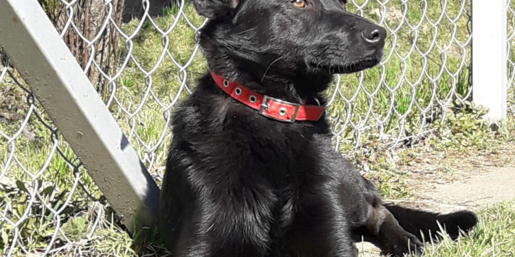 “Przygarnij psiaka” – pomagamy lokatorom płockiego schroniska, odc. 100