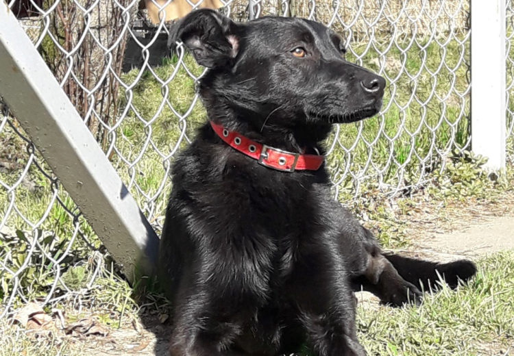 fot. Schronisko dla zwierząt w Płocku