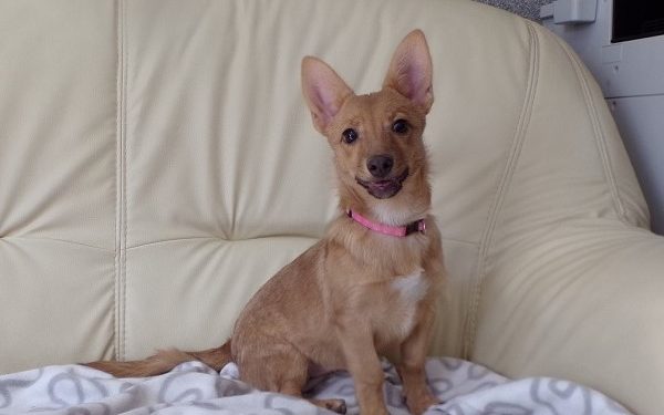 “Przygarnij psiaka i kociaka” – pomagamy lokatorom płockiego schroniska, odc. 101