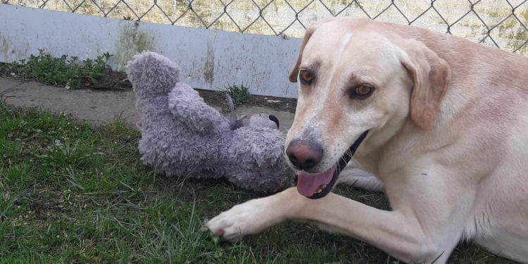 “Przygarnij psiaka” – pomagamy lokatorom płockiego schroniska, odc. 102