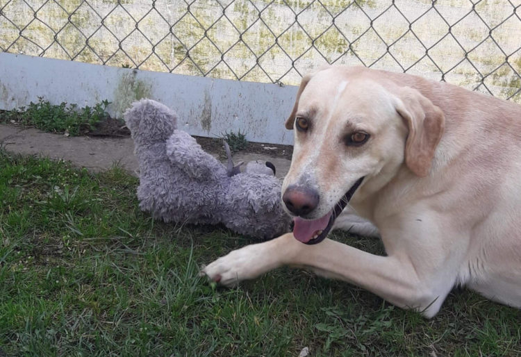 fot. Schronisko dla zwierząt w Płocku