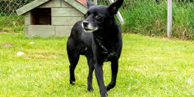 “Przygarnij psiaka” – pomagamy lokatorom płockiego schroniska, odc. 104