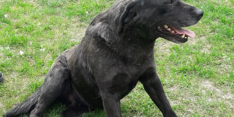 “Przygarnij psiaka” – pomagamy lokatorom płockiego schroniska, odc. 103