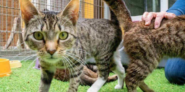 “Przygarnij psiaka i kociaka” – pomagamy lokatorom płockiego schroniska, odc. 105