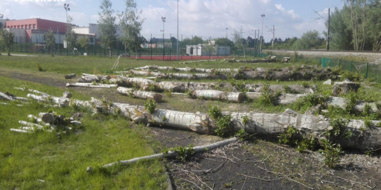 Czytelniczka: Ścięte drzewa leżą na bieżni, a na boiskach są pęknięcia. Czy będzie remont?