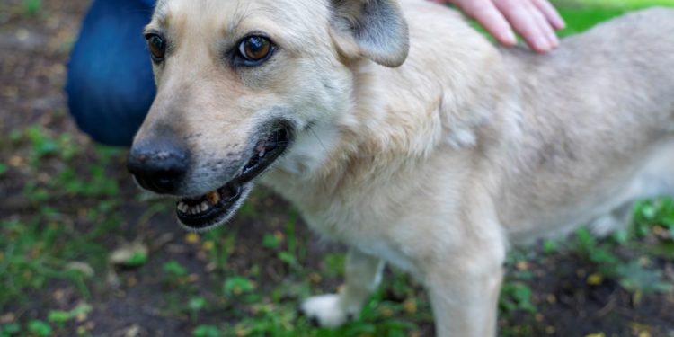 “Przygarnij psiaka” – pomagamy lokatorom płockiego schroniska, odc. 106 [FILM]